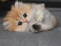Sevecen yavrumuz ny12 Golden british longhair