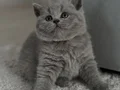 Kadife tüylü gri british shorthair