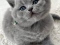 Kadife tüylü gri british shorthair