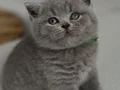 Kadife tüylü gri british shorthair