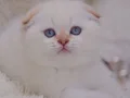 Topaç kafa silver scottish fold 