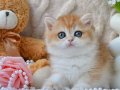 Golden british shorthair