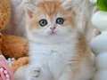 Golden british shorthair