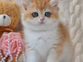 Golden british shorthair