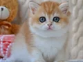 Golden british shorthair