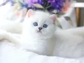 Pamuk tüylü silver british shorthair