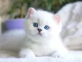 Pamuk tüylü silver british shorthair