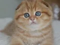 Portakal rengi ny24 scottish fold