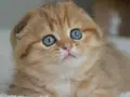Portakal rengi ny24 scottish fold