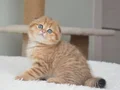 Portakal rengi ny24 scottish fold