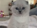 Maviş bluepoint scottish fold