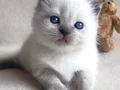 Sevimli bluepoint british shorthair