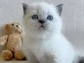 Sevimli bluepoint british shorthair