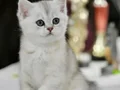 Siyah ve beyazın asıl rengi NS24 british shorthair