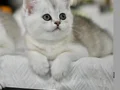Siyah ve beyazın asıl rengi NS24 british shorthair
