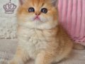 Muhteşem Golden british shorthair
