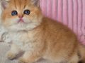 Muhteşem Golden british shorthair