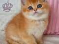 Muhteşem Golden british shorthair
