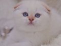 Göz alıcı silver scottish fold