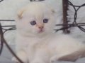 Göz alıcı silver scottish fold