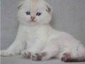 Göz alıcı silver scottish fold