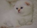 Göz alıcı silver scottish fold