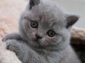Sevgi pıtırcığı gri british shorthair
