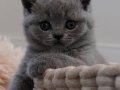 Sevgi pıtırcığı gri british shorthair