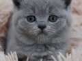 Sevgi pıtırcığı gri british shorthair
