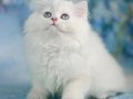 Kar gibi silver british longhair