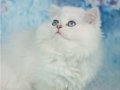 Kar gibi silver british longhair