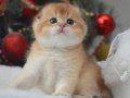 Kıvrık kulak Golden scottish fold
