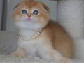Kıvrık kulak Golden scottish fold