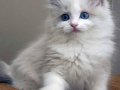 Safkan ırk ragdoll