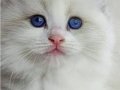 Safkan ırk ragdoll