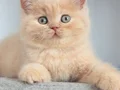 Tarçın CY Golden british shorthair