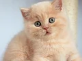 Tarçın CY Golden british shorthair