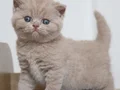 Latte Lilac british shorthair