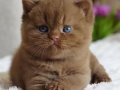 Pofuduk chocolate british shorthair