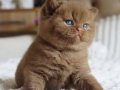 Pofuduk chocolate british shorthair