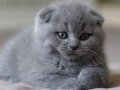 Sevgi yumağı gri scottish fold