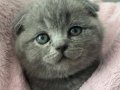 Sevgi yumağı gri scottish fold