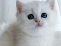 Kar tanesi silver british shorthair