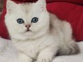Masum güzellik ns24 british shorthair