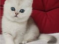 Masum güzellik ns24 british shorthair