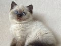 Deniz gözlü chocolate point british shorthair