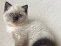 Deniz gözlü chocolate point british shorthair