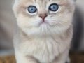 Mavi ve sarının mükemmel dansı blue golden british shorthair