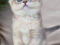 Mavi ve sarının mükemmel dansı blue golden british shorthair