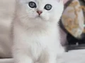 Siyahla beyazın uyumu ns24 british shorthair